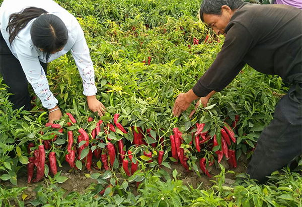 【佳谷拉斯】4天恢復生長！創(chuàng)下1棵植株結下10